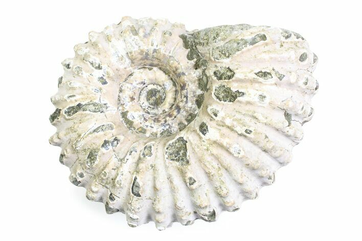 Bumpy Ammonite (Douvilleiceras) Fossil - Madagascar #361215